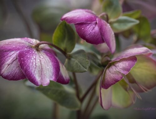 Macro in Nadines Garden