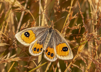 Tussock butterfly