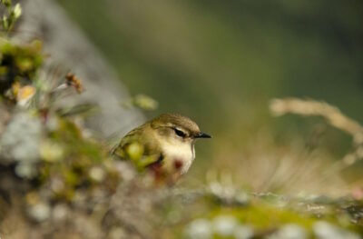 Rock wren – Simon Runting Rock wren - Simon Runting