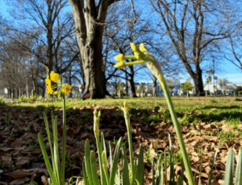 Spring in Christchurch