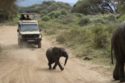Jane Coulter - Baby elephant walk