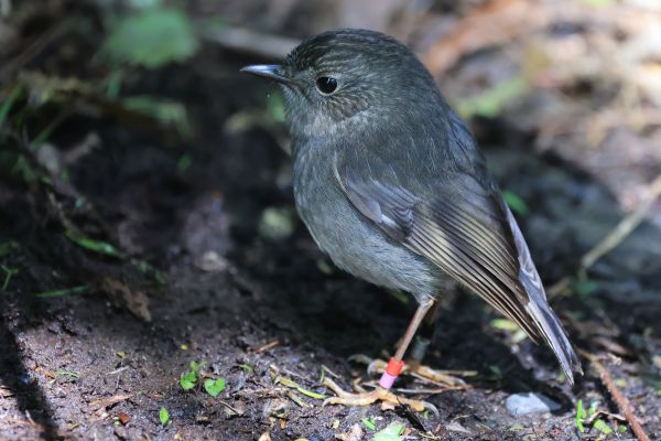 Kath Varcoe - North Island Robin