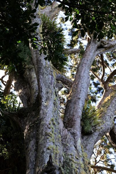 Kath Varcoe - old rimu