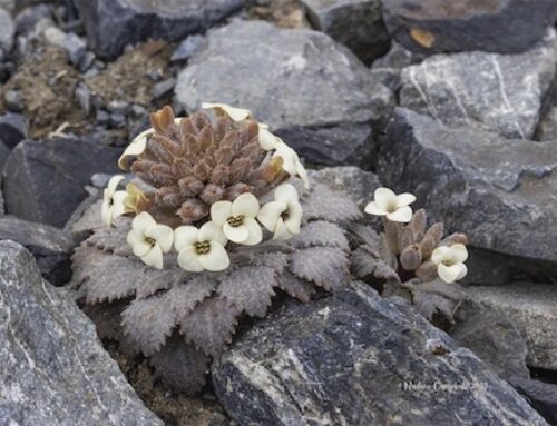 Mt Cheeseman Ski Field Alpine Plants