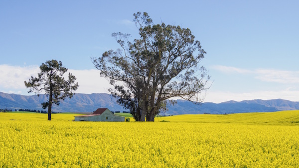 Canola - Bob Wright