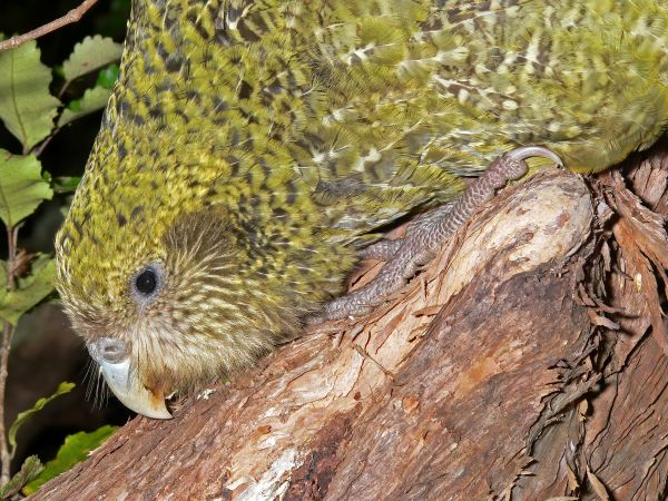 Hoki Kakapo (Paul Jensen) Hoki Kakapo (Paul Jensen)