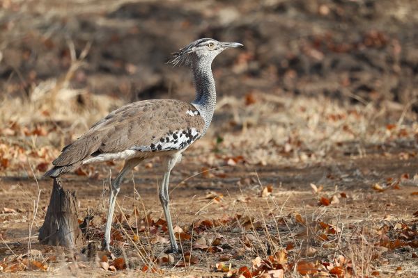 Kori Bustard (Maan Alkaisi)