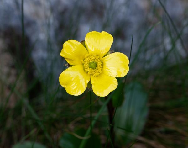 Linley Earnshaw: Ranunculus