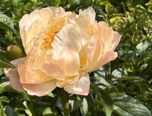 Heritage Rose Garden