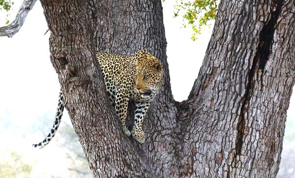 Leopard (Maan Alkaisi)
