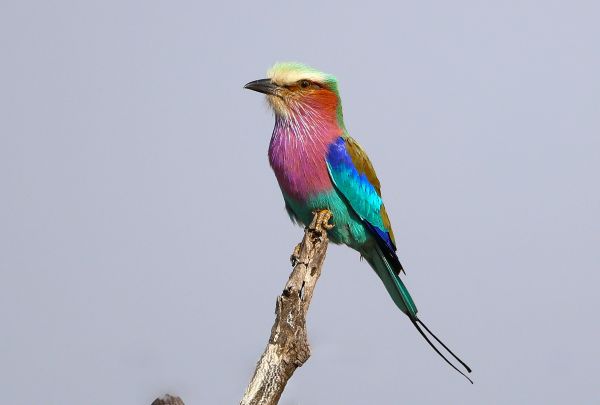 Lilac-breasted Roller (Maan Alkaisi)