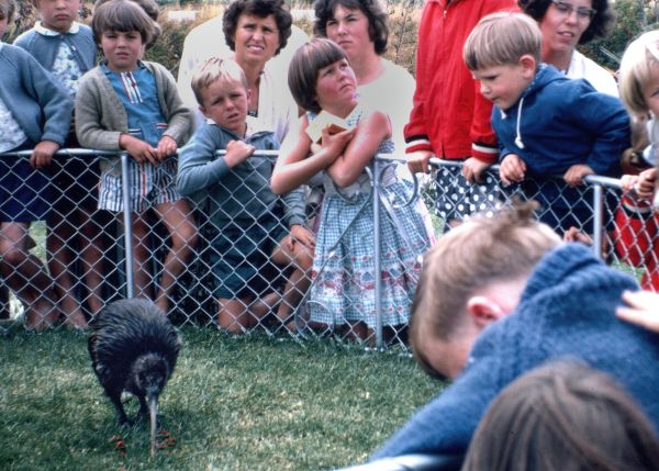 Mesmerized by a kiwi – 1963 (Paul Jensen) Mesmerized by a kiwi - 1963 (Paul Jensen)