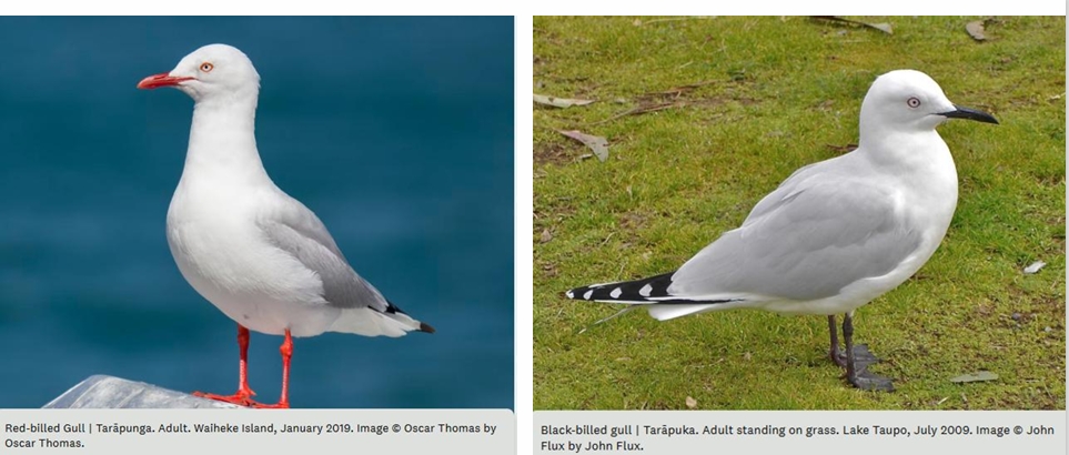 Red or Black Billed Gull