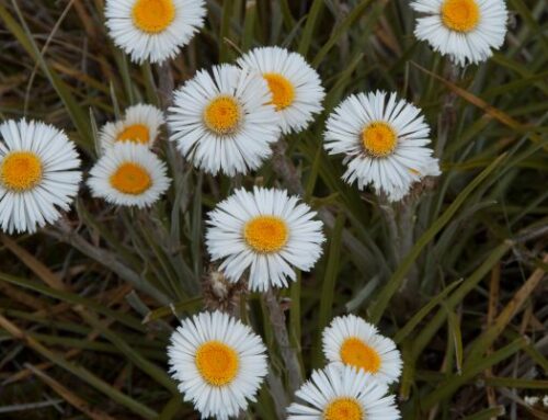 Arthurs Pass Day Trip