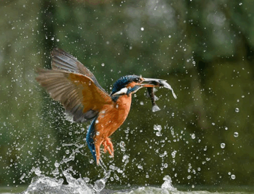 Honours Workshop 2025