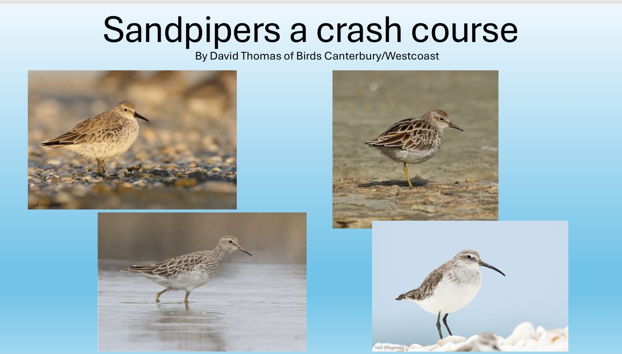 Sand Pippers
