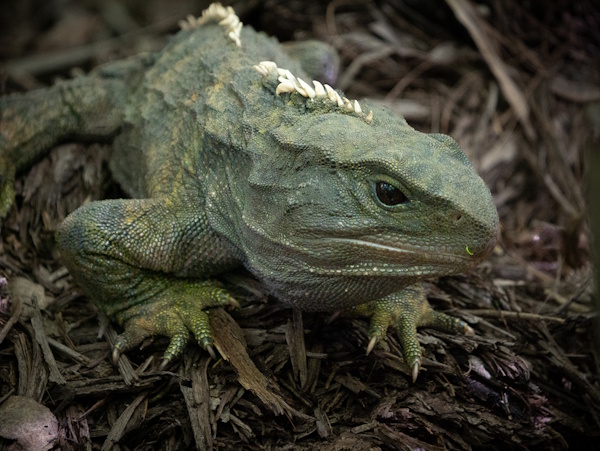 Tuatara - Richard Hensby