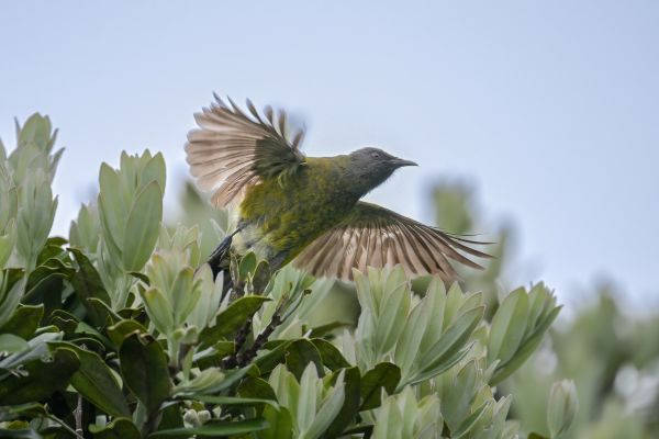 Bellbird – Barry Dench Bellbird - Barry Dench