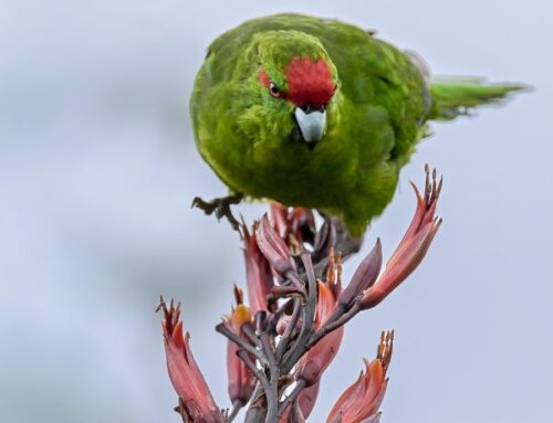 Tiritiri Matangi Island– 2-5 November
