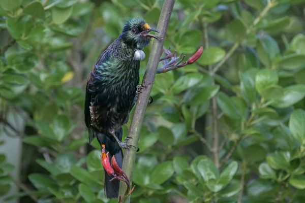 Tui – BarryDench Tui - BarryDench
