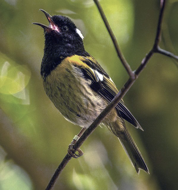 Stitchbird – Carolyn Elcock Stitchbird - Carolyn Elcock