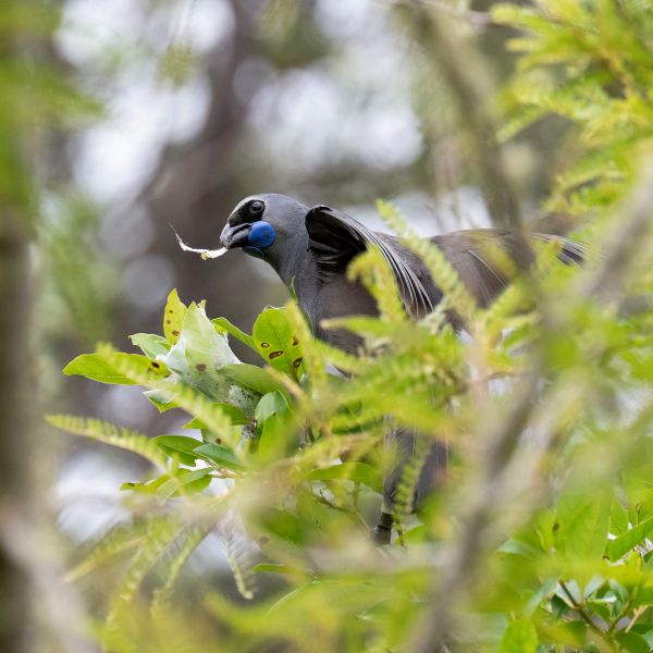 Kokako – Donna J Kokako - Donna J