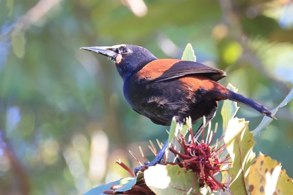 Saddleback – Kath Varcoe Saddleback - Kath Varcoe