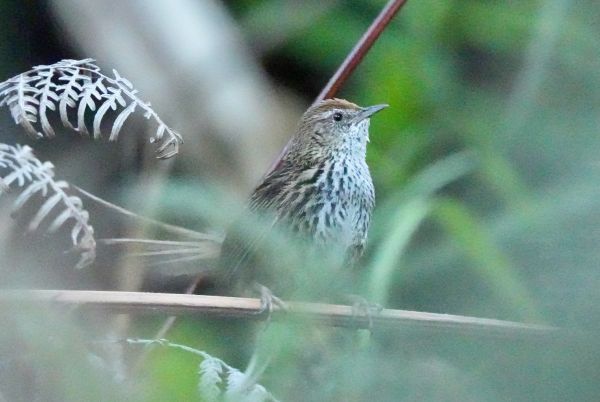 Fernbird – Richard Jones Fernbird - Richard Jones