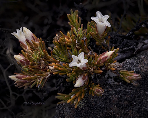 Dracophyllum pronum - Nadine Campbell