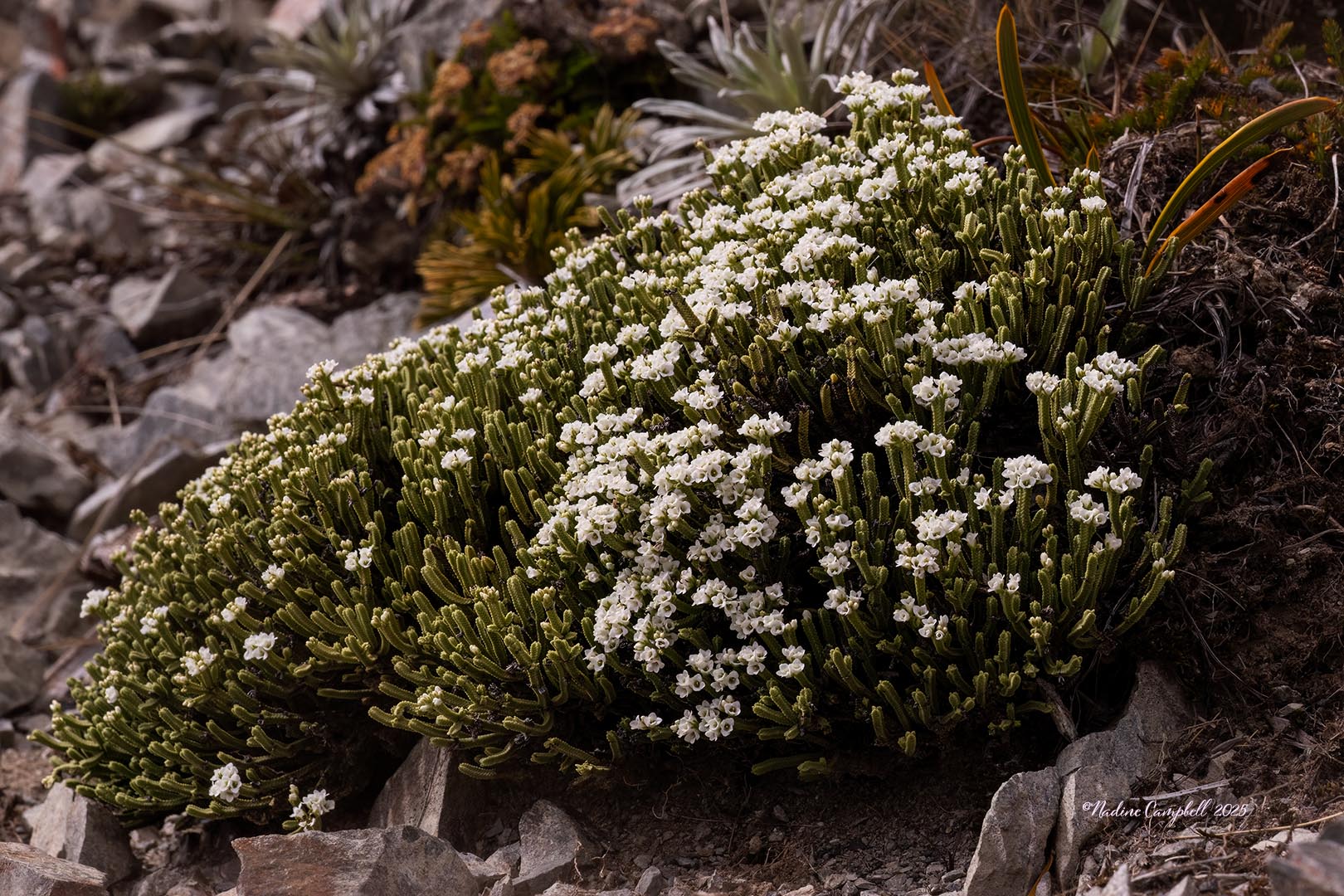 Veronica tetrasticha - Nadine Campbell