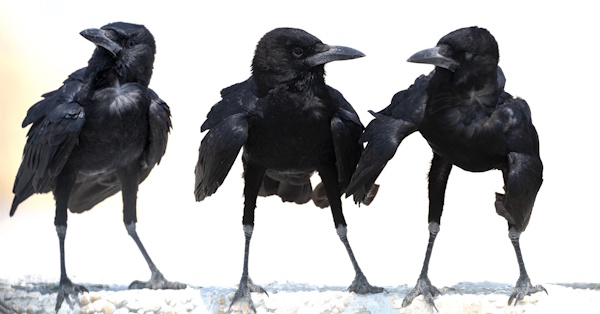 Three crows - Dawn Kirk