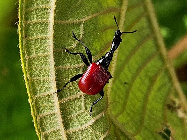 Katherine McCusker: Giraffe-necked weevil