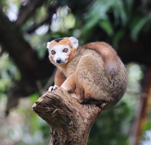 Katherine McCusker: Lemur