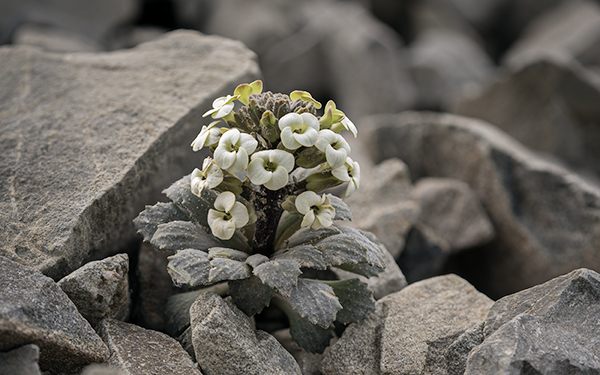 Penwiper - John Leathwick