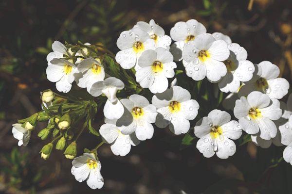 Ourisia sp. Mountain Fox glove – Gaynor Hurst Ourisia sp. Mountain Fox glove - Gaynor Hurst