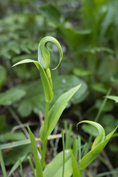 Pterostylis sp. – Robyn Owen Pterostylis sp. - Robyn Owen