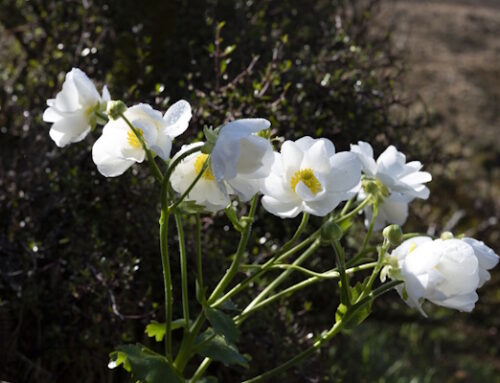 Arthurs Pass Sunday 23rd November 2025