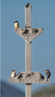 ThreeBirds Kath: Fishing owls