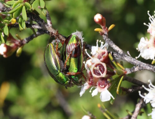 Manuka Chafer Beetle hunt – 10th January, 2026