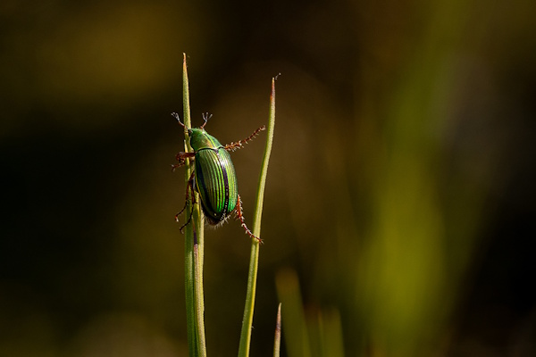 manuka chafer beetle