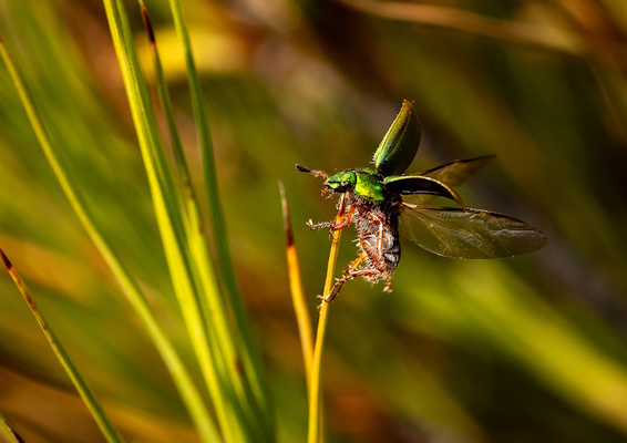 manuka chafer beetle