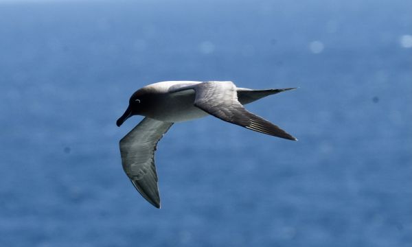 Light-mantled Sooty Albatross – Richard Jones Light-mantled Sooty Albatross - Richard Jones