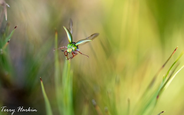 manuka chafer beetle