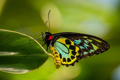 Carolyn Elcock – butterfly #2 Carolyn Elcock - butterfly #2