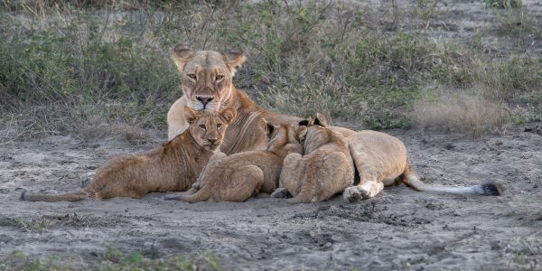 Chobe National Park, Botswana