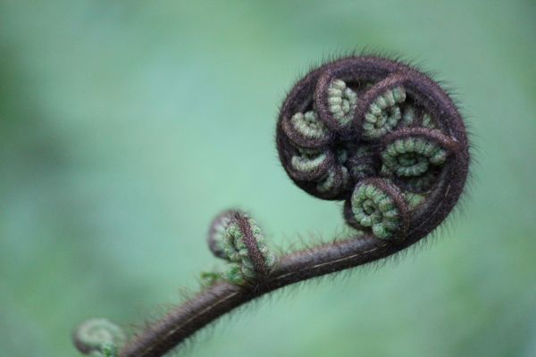 Koru (Dave Shepherd)