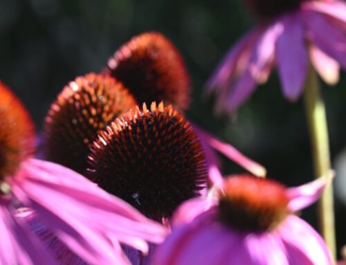 Mona Vale pop up trip – January 28th 2025