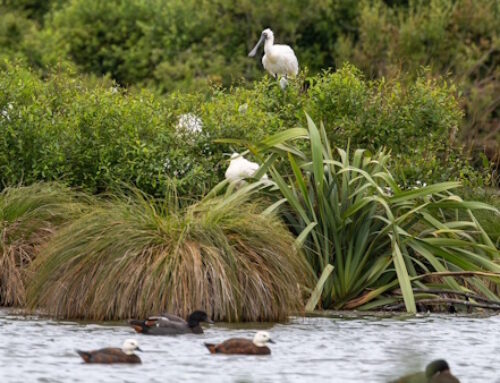 Pegasus Popup Trip 8 February 2026