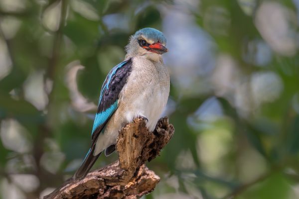 Woodland Kingfisher, Maun