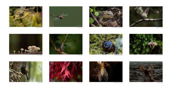 Rebecca MacDonald ANPSNZ